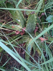 Aloe greatheadii davyana