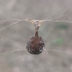 Mastophora cornigera