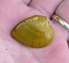 Ellipsaria lineolata