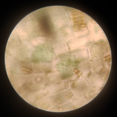 Cyanobacteria