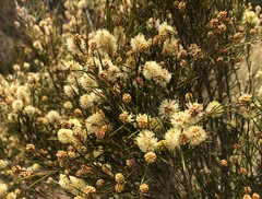 Melaleuca uncinata