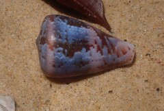 Conus papilliferus