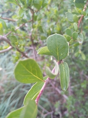 Ehretia rigida