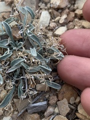 Physaria subumbellata