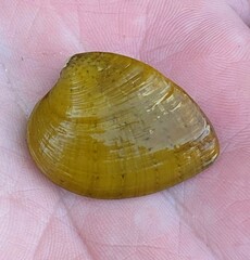 Ellipsaria lineolata