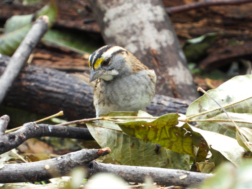 White-throated Sparrow photographed in Arizona