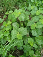 Hibiscus calyphyllus