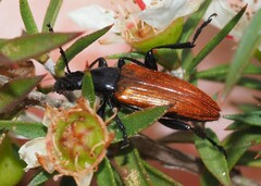 Lepturidea deplanchei