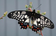 Papilio anactus