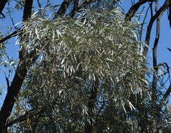 Acacia harpophylla