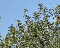 Archidendropsis basaltica