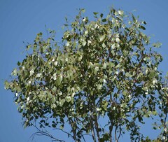 Eucalyptus populnea