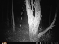 Petaurus norfolcensis