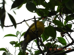 Rubigula flaviventris