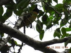 Rubigula flaviventris