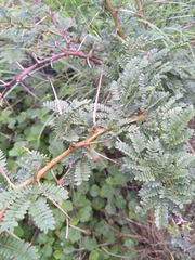 Vachellia robusta