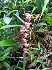 Pleurothallis restrepioides