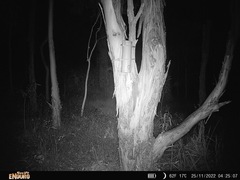 Petaurus norfolcensis