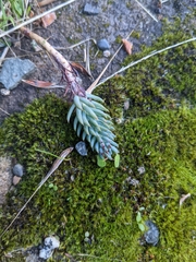 Petrosedum