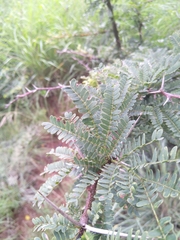 Vachellia robusta