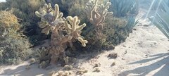 Cylindropuntia bigelovii