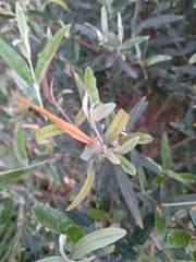 Buddleja saligna