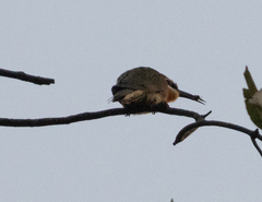 Merops superciliosus