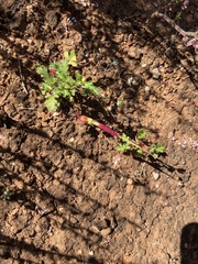 Erodium carolinianum