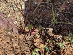 Erodium carolinianum