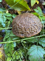 Boletus fibrillosus