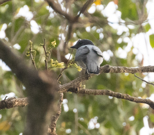 Madagascar Cuckooshrike (Ceblepyris cinereus), photo 10