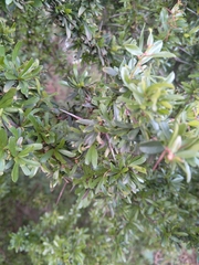 Gymnosporia polyacantha