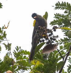 Hypsipetes madagascariensis
