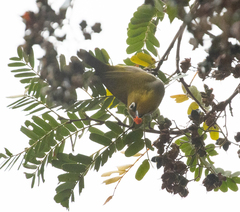 Zosterops maderaspatanus