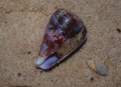 Conus papilliferus