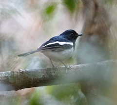 Copsychus albospecularis