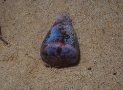 Conus papilliferus