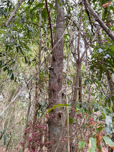 Sorindeia madagascariensis image