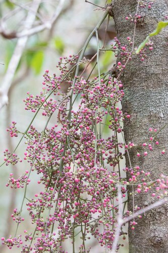 Sorindeia madagascariensis, photograph 3