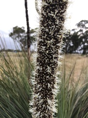 Xanthorrhoea caespitosa
