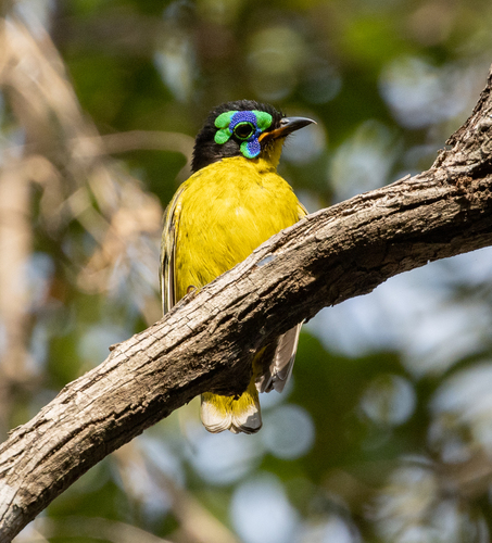 Schlegel's Asity (Philepitta schlegeli), photo 2