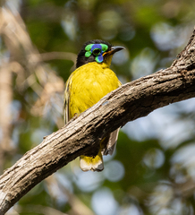 Philepitta schlegeli