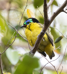 Philepitta schlegeli