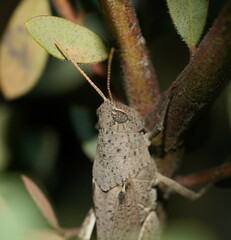 Catantopinae