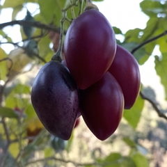 Solanum betaceum