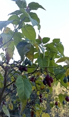 Solanum betaceum