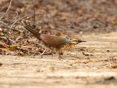 Mesitornis variegatus