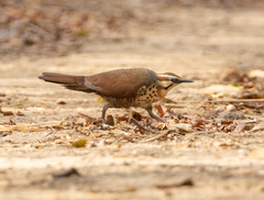 Mesitornis variegatus