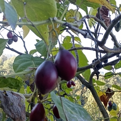 Solanum betaceum