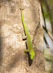 Phelsuma kochi